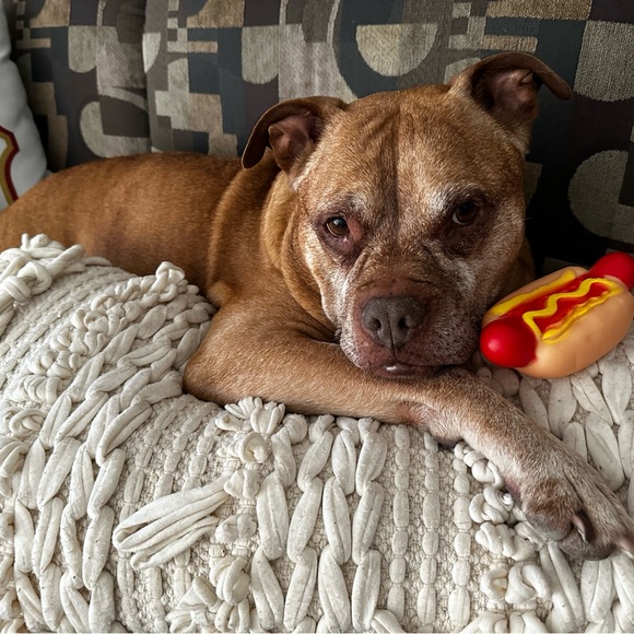 Meet your Posher, Joseph - Picture 2 of 2